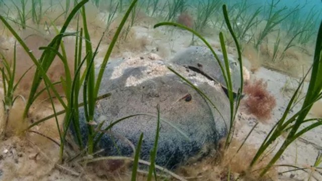 The Cape Cod National Seashore has been quietly pulling off something remarkable: restoring a nearly vanished population of horseshoe crabs.