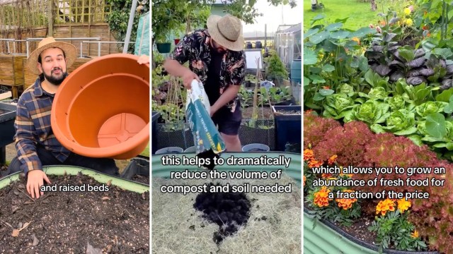 Gardening expert showing how to make raised beds.
