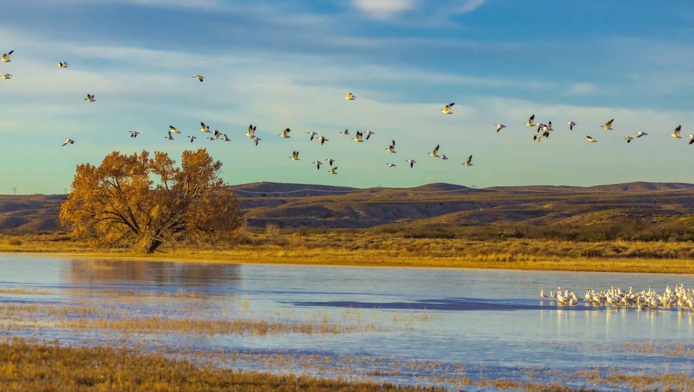 A study by the University of Michigan found concerning data about human activity affecting birds.