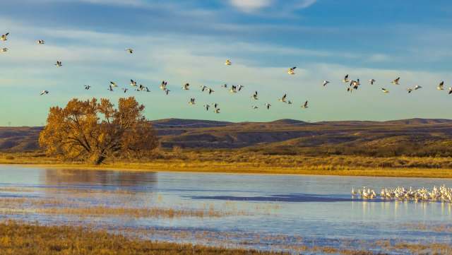 A study by the University of Michigan found concerning data about human activity affecting birds.