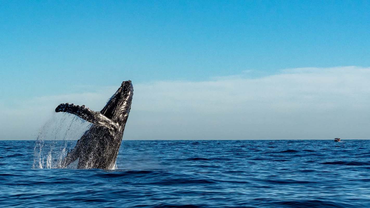 New research points to the alarming reason why humpback whales are being seriously injured by fishing equipment off the coast of California.