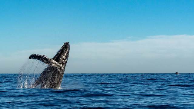 New research points to the alarming reason why humpback whales are being seriously injured by fishing equipment off the coast of California.