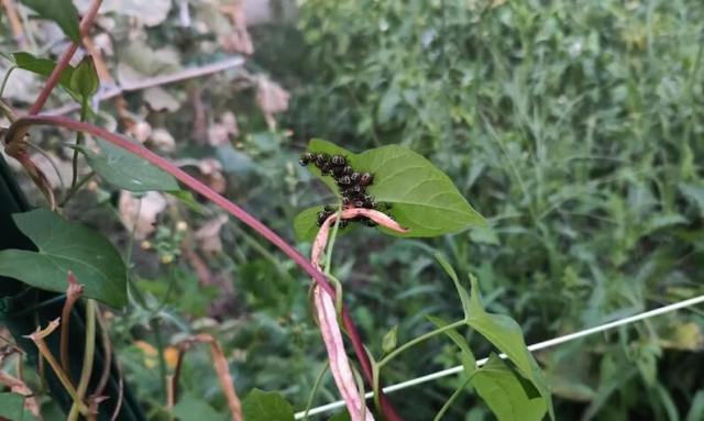 There's nothing worse than going to take a bite of a vegetable or fruit from your garden only to find a pest has made your food its home.
