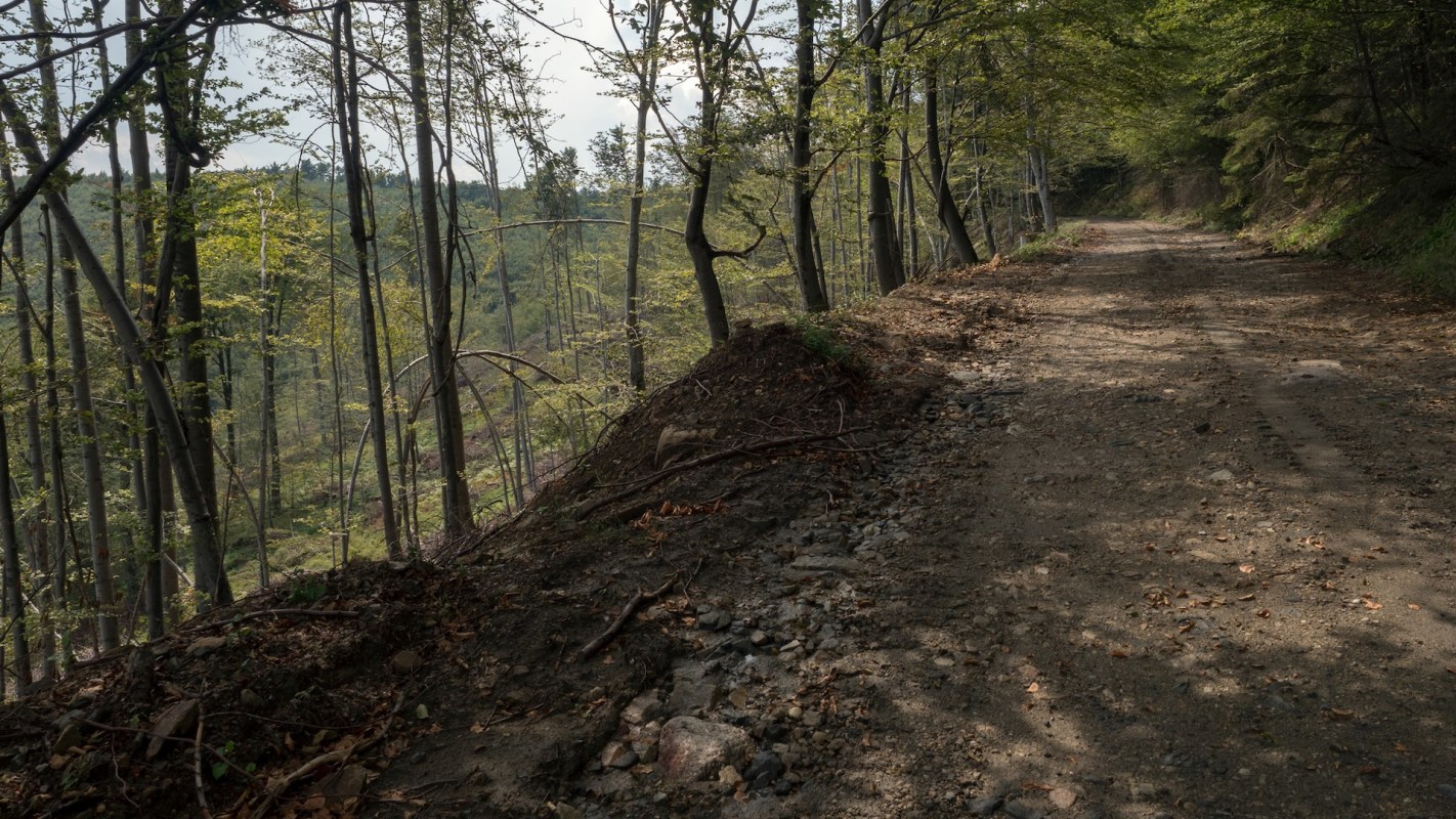 A logging company with a valid timber permit illegally felled 14 unmarked trees near the spa town of Băile Felix in western Romania.