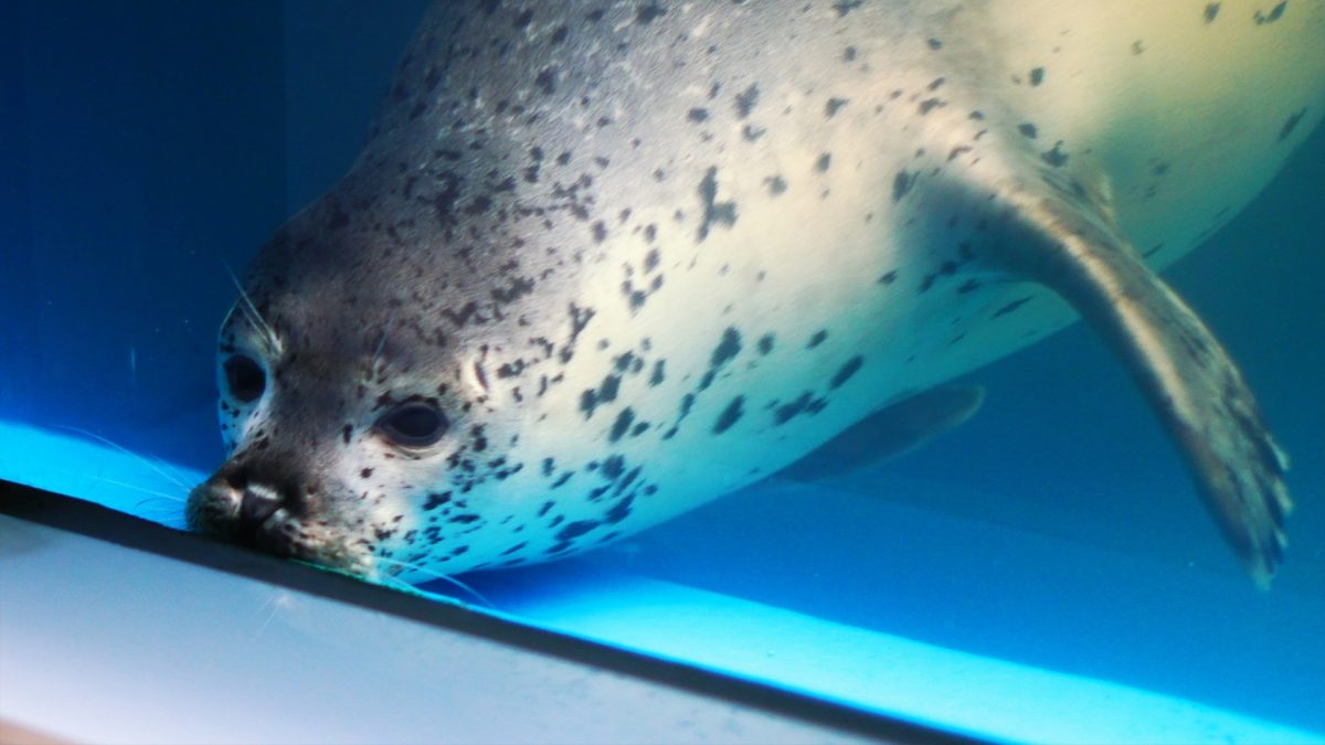 An analysis of data from post-mortem ocean animal exams explored a troubling and preventable cause of death: plastic ingestion.