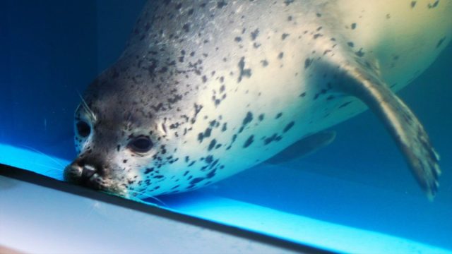 An analysis of data from post-mortem ocean animal exams explored a troubling and preventable cause of death: plastic ingestion.