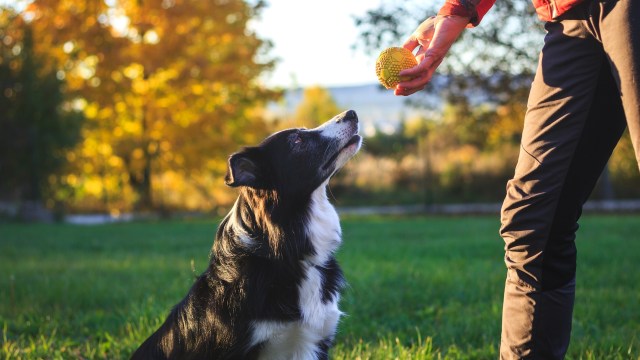 Dog owners in England and Wales could soon face unlimited fines and potential loss of their pets under new legal changes aimed at better protecting farm animals.