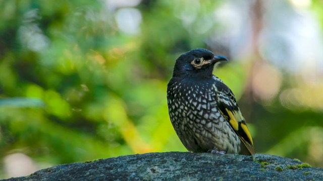 The regent honeyeater sitting on a branch.