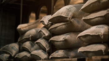 Currently, prices have dropped so low that bags of cocoa beans have sat rotting in West African warehouses.