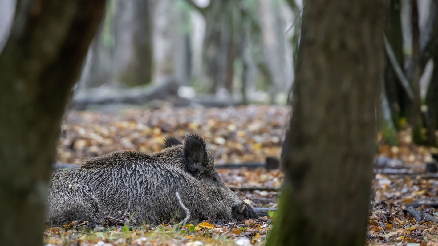 A wild boar in the woods lying on the ground with trees and chopped branches around.