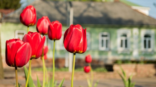 A cluster of red tulips in front of a softly blurred green house.