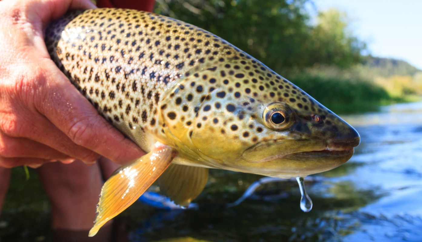 Officials are urging anglers in Montana's Flathead River to reconsider 'catch and release' practices when it comes to invasive brown trout.