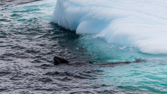 Ross seal poking its nose up through water.