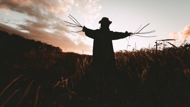 What started as a frustrating battle against crop-raiding monkeys has inspired some farmers in northern India to adopt an unconventional solution.