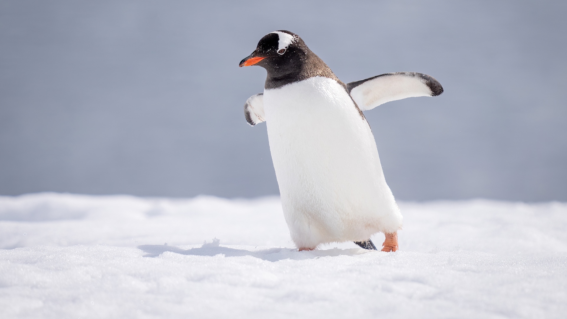 Researchers find worrying amounts of white plastic inside penguin stomachs