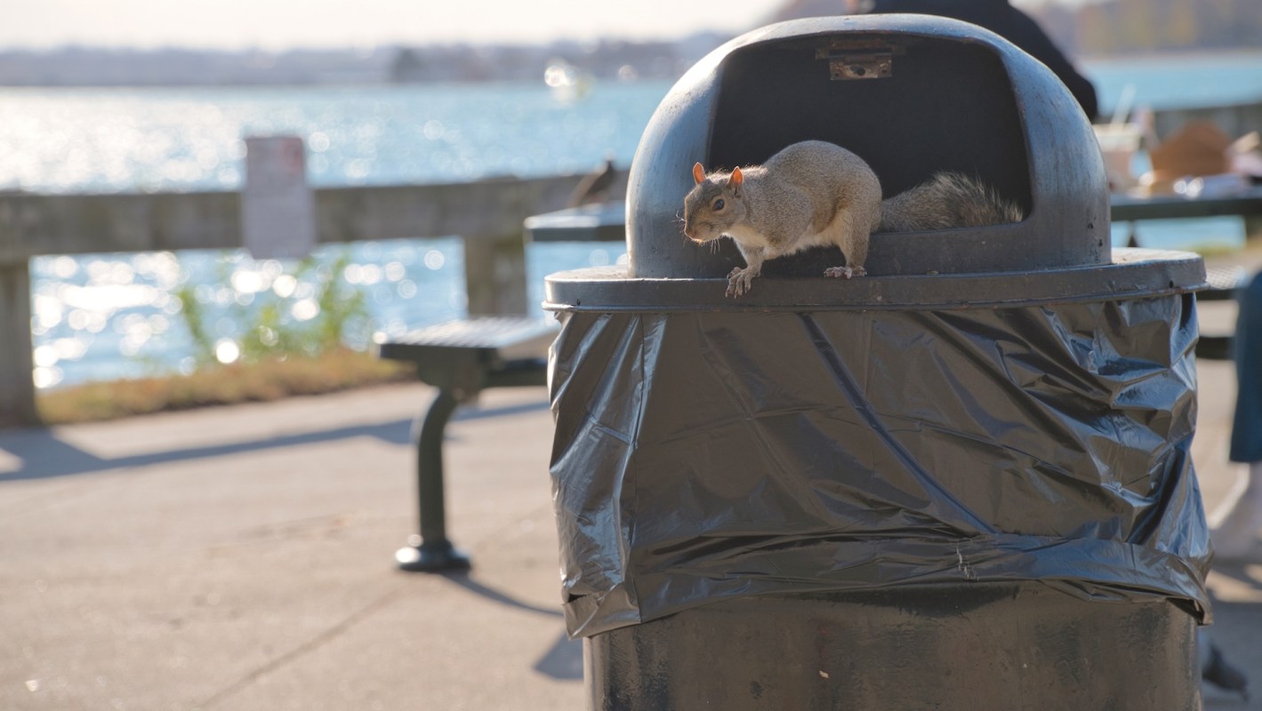 The strange and unsettling clip shows the squirrel perched on a fence, holding an e-cigarette and nibbling on the mouthpiece as if it were food.