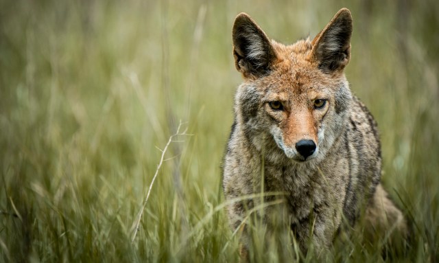 Authorities in Lane County, Oregon, are urging the public to be vigilant following a concerning increase in coyote encounters.