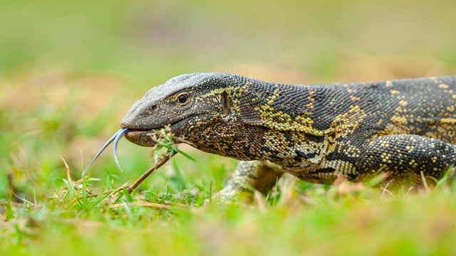 Florida is no stranger to invasive species, and Nile monitors are causing havoc in Cape Coral.