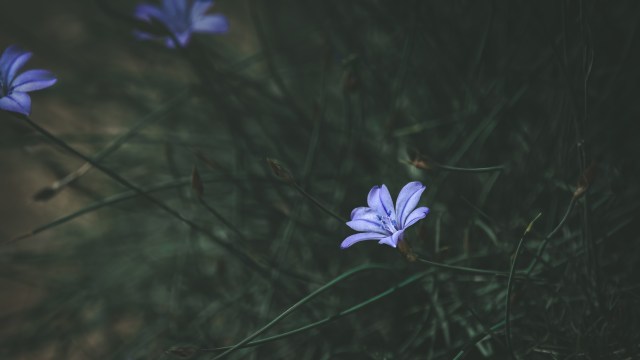 Decades ago, scientists started a long-running unique experiment in a remote Colorado meadow.