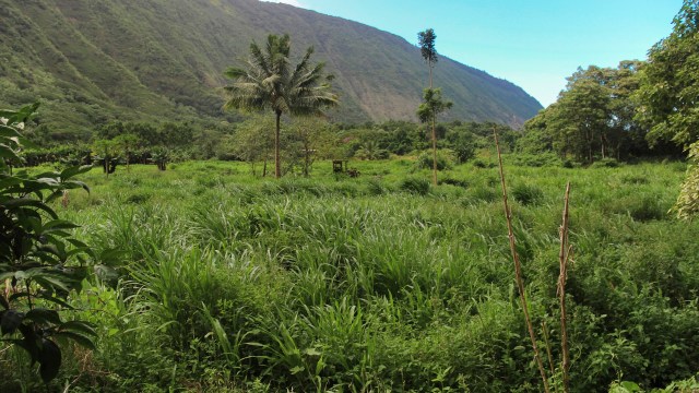 Leaders on Hawaiʻi Island are encouraging residents to take a fresh look at an abundant and often overlooked food source: feral pigs.