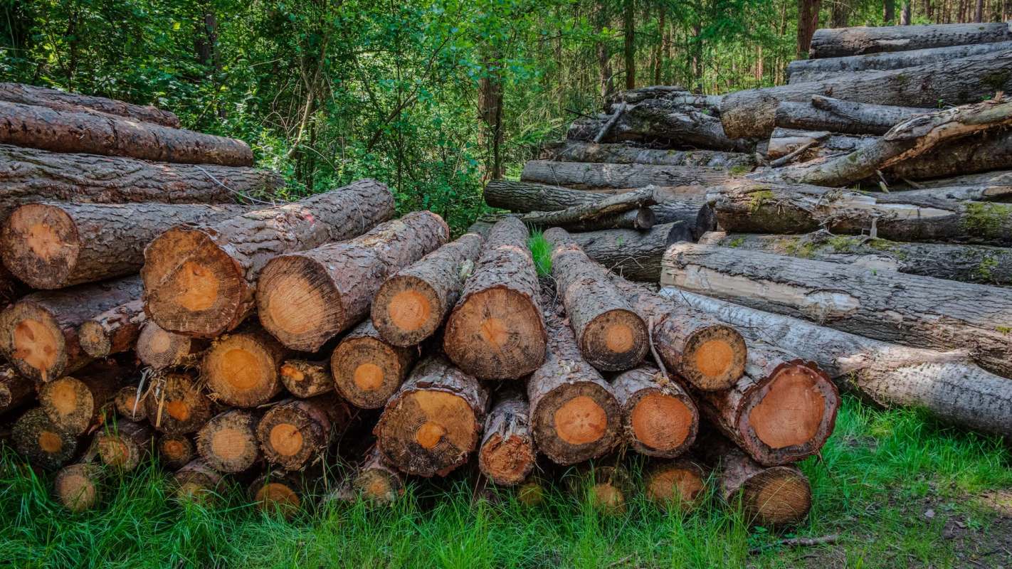 Law enforcement in West Kalimantan, Indonesia, has detained suspects caught transporting illegal logs on the Pawan-Ketapang waterways.
