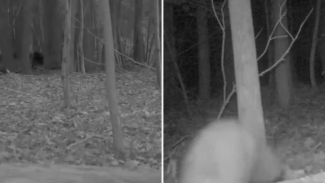 A trail camera recorded a video of a native Ohio mammal species that had seemingly disappeared from the region in the mid-1800s.