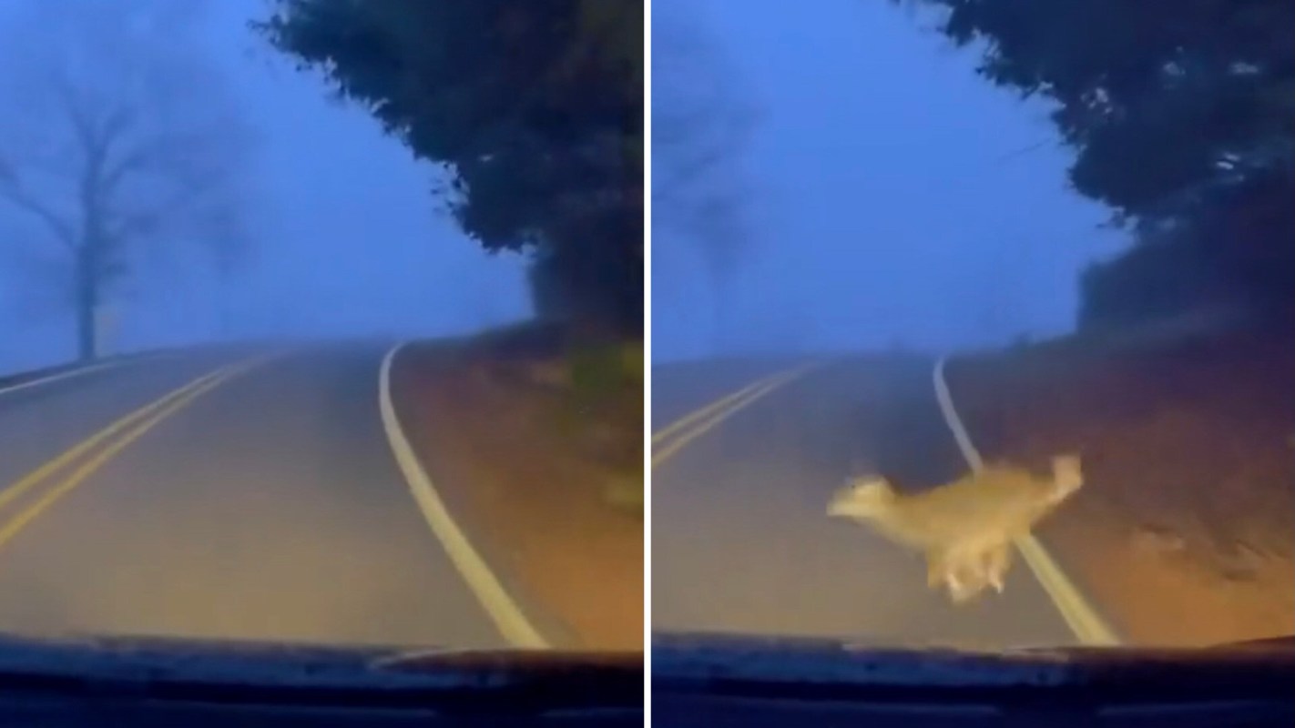 As human communities continue to expand into once-wild natural habitats, encounters with wildlife are becoming increasingly common.