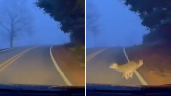 As human communities continue to expand into once-wild natural habitats, encounters with wildlife are becoming increasingly common.