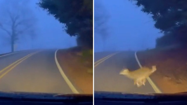 As human communities continue to expand into once-wild natural habitats, encounters with wildlife are becoming increasingly common.