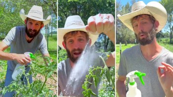 Baking soda is a surprising ally for your tomato plants — just maybe not for the exact reasons you think.