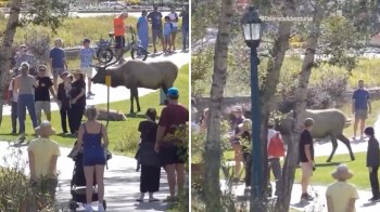 A clip showing elk harassment in Colorado drew furious reactions from social media users.