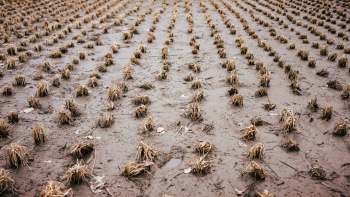 Invasive pests are interfering with rice and crawfish harvesting in Louisiana.