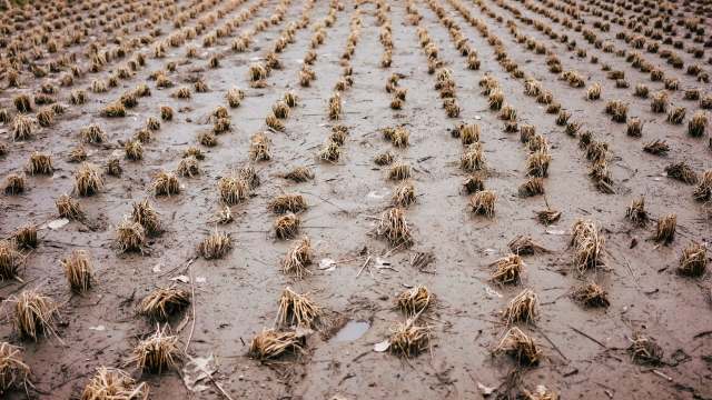 Invasive pests are interfering with rice and crawfish harvesting in Louisiana.