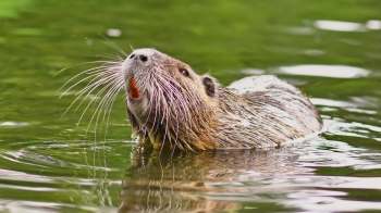 Officials in Mississippi are promoting an increasingly popular conservation strategy: Eat invasive species that damage local ecosystems.