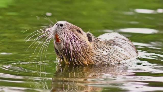 Officials in Mississippi are promoting an increasingly popular conservation strategy: Eat invasive species that damage local ecosystems.
