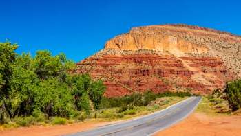 Dogs Sampson and Frehley help a research team track the slippery Jemez Mountains salamander.