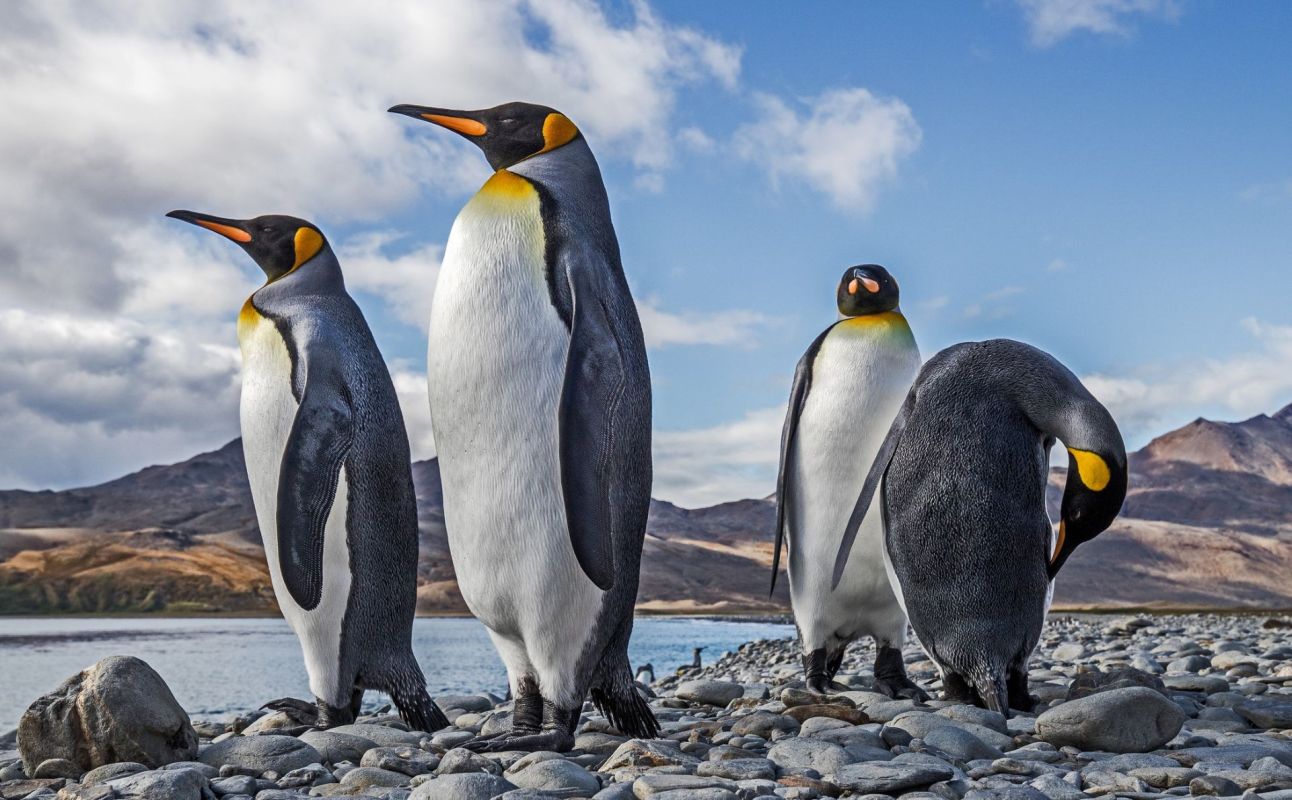 The aptly named king penguin is thriving by breeding earlier and with a higher success rate amid the rise in global temperatures.