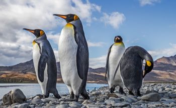 The aptly named king penguin is thriving by breeding earlier and with a higher success rate amid the rise in global temperatures.