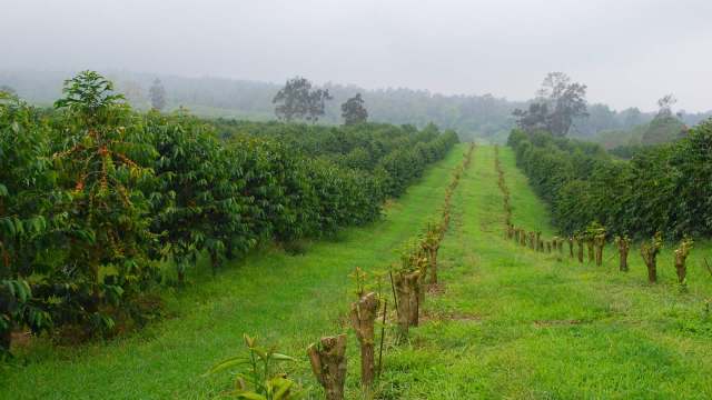 On March 14, a historic Kona storm tore through Hawaiʻi, bringing heavy rain, flooding, and strong winds — and leaving one of the island's oldest coffee farms shattered in its wake.