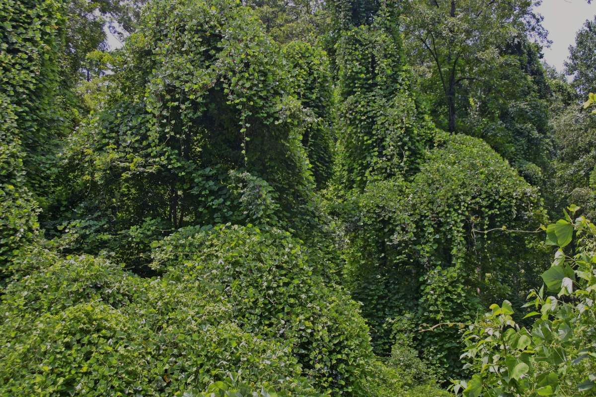 North Carolina is fighting to control the fast-growing, highly flammable kudzu vine that’s destroying ecosystems.