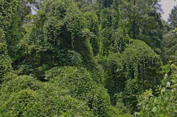 North Carolina is fighting to control the fast-growing, highly flammable kudzu vine that's destroying ecosystems.