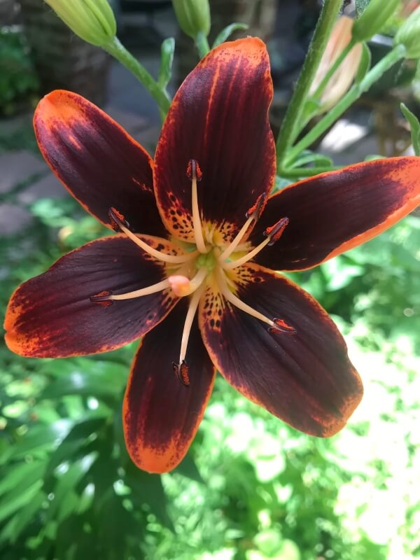 An orange lily.