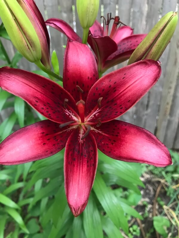 A red lily.