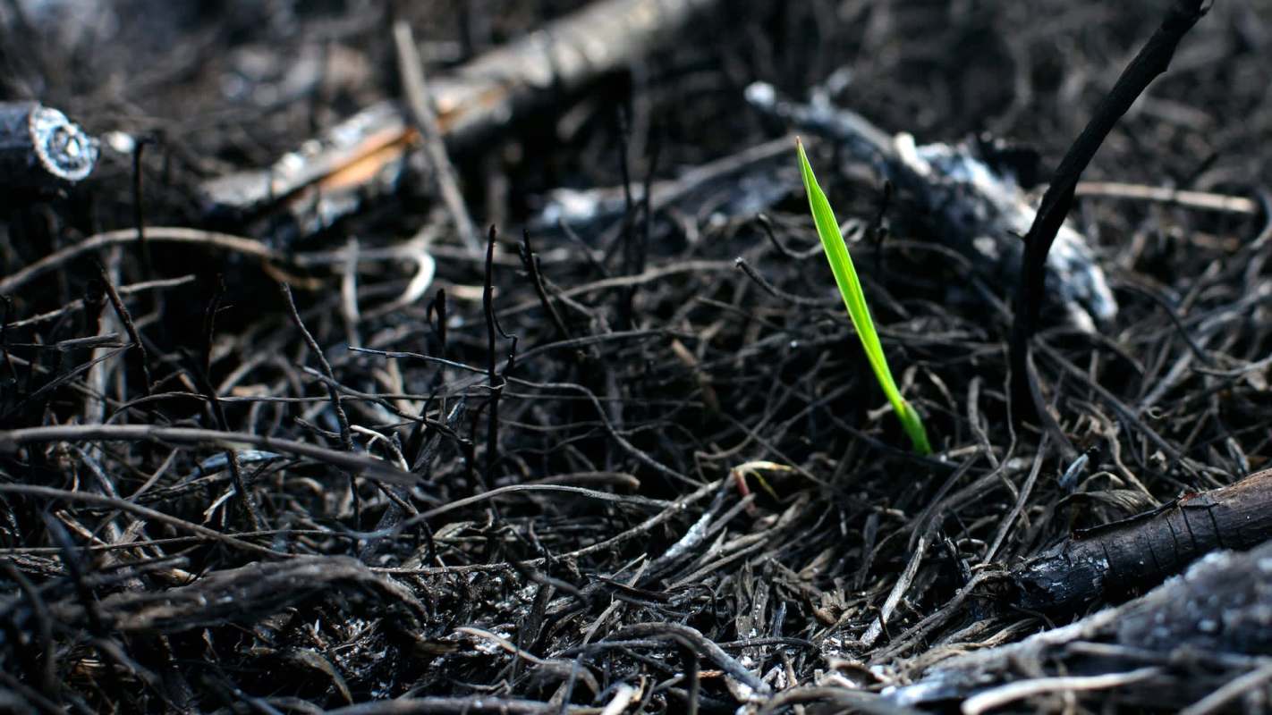 One Reddit user from Saint Louis made lemonade from lemons when their neighbor accidentally set fire to their lawn.