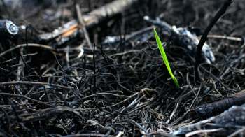 One Reddit user from Saint Louis made lemonade from lemons when their neighbor accidentally set fire to their lawn.