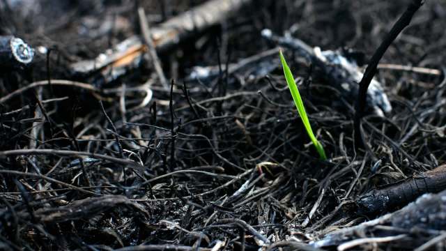 One Reddit user from Saint Louis made lemonade from lemons when their neighbor accidentally set fire to their lawn.