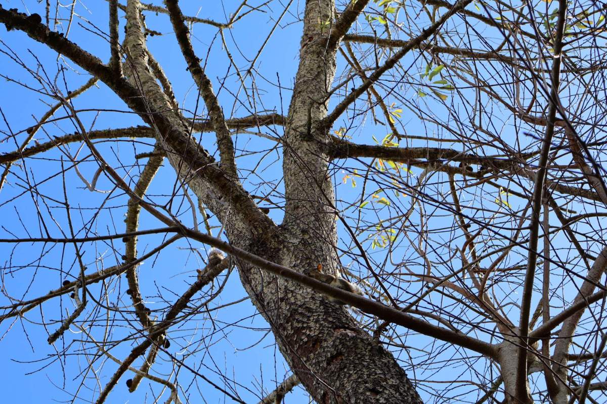 A tree trunk and branches against a clear blue sky in a backyard.