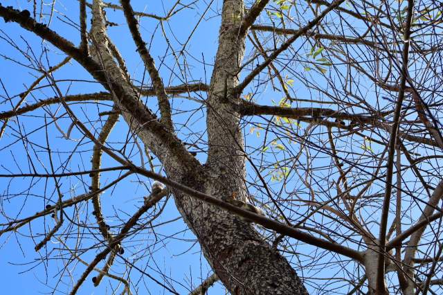A tree trunk and branches against a clear blue sky in a backyard.