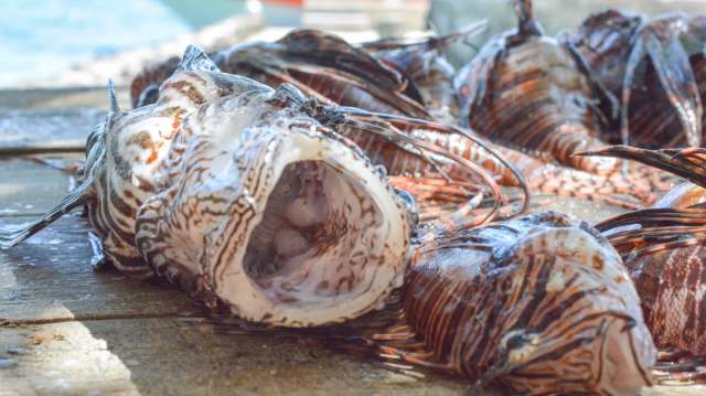 A freshly caught lionfish on a wooden surface.