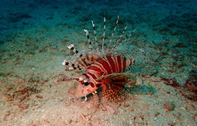 Lionfish are an invasive species in North Carolina that is devastating the local ecosystem with their invasion.